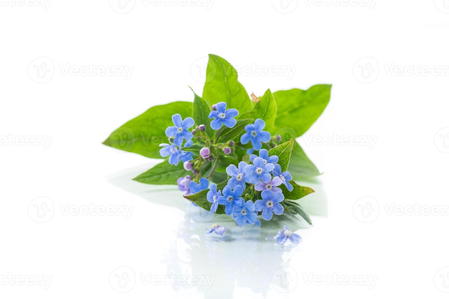 small blue forget-me-not flowers on white background photo