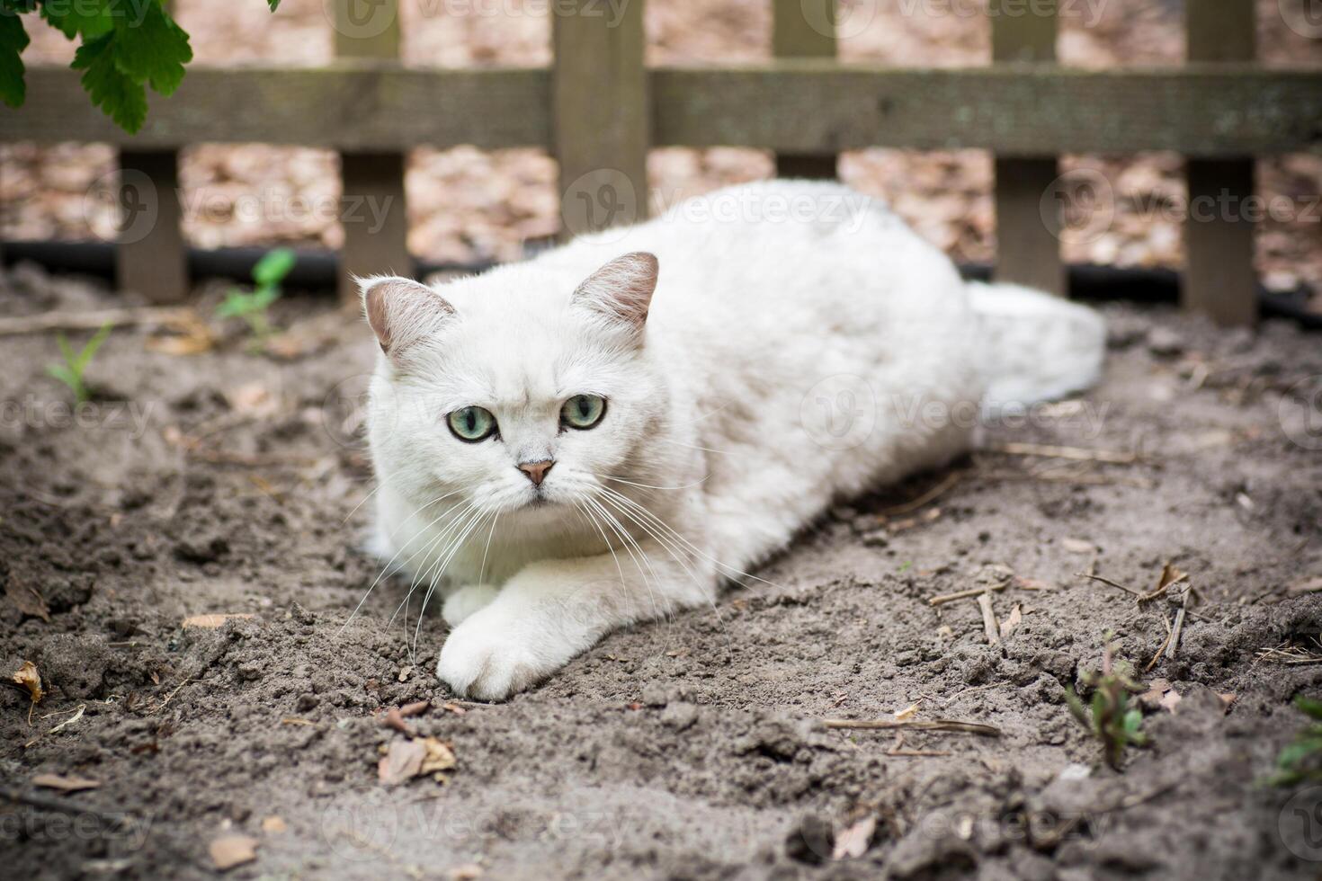 Adult cat breed Scottish chinchilla of light gray color, walks outdoors photo