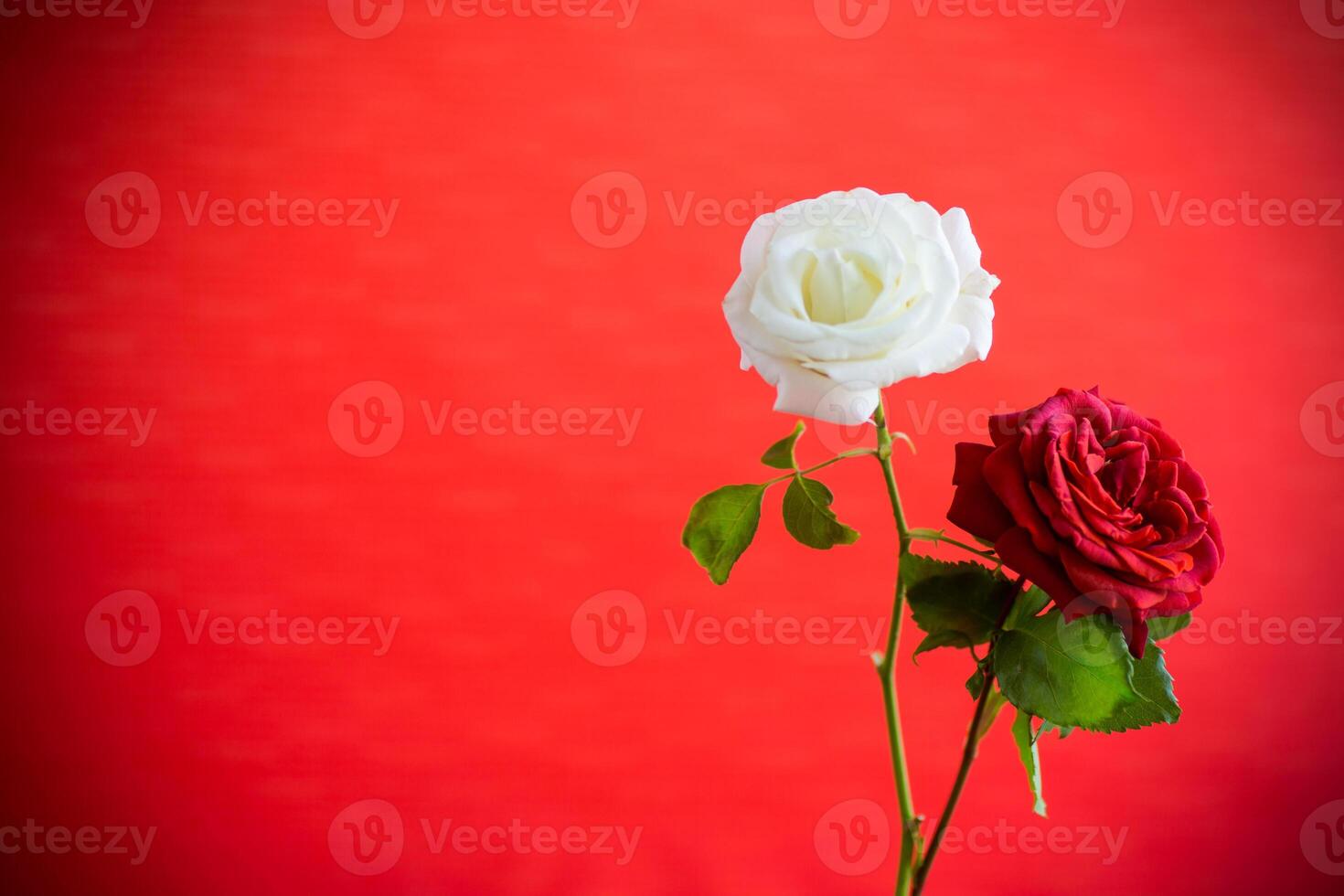 Flowers of a beautiful blooming red and white rose on a red background. photo