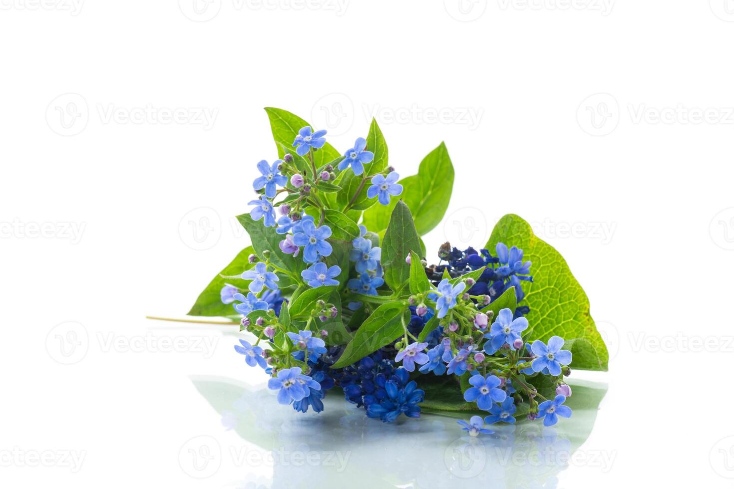 small blue forget-me-not flowers on white background photo