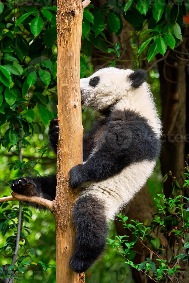 Giant panda bear in China photo