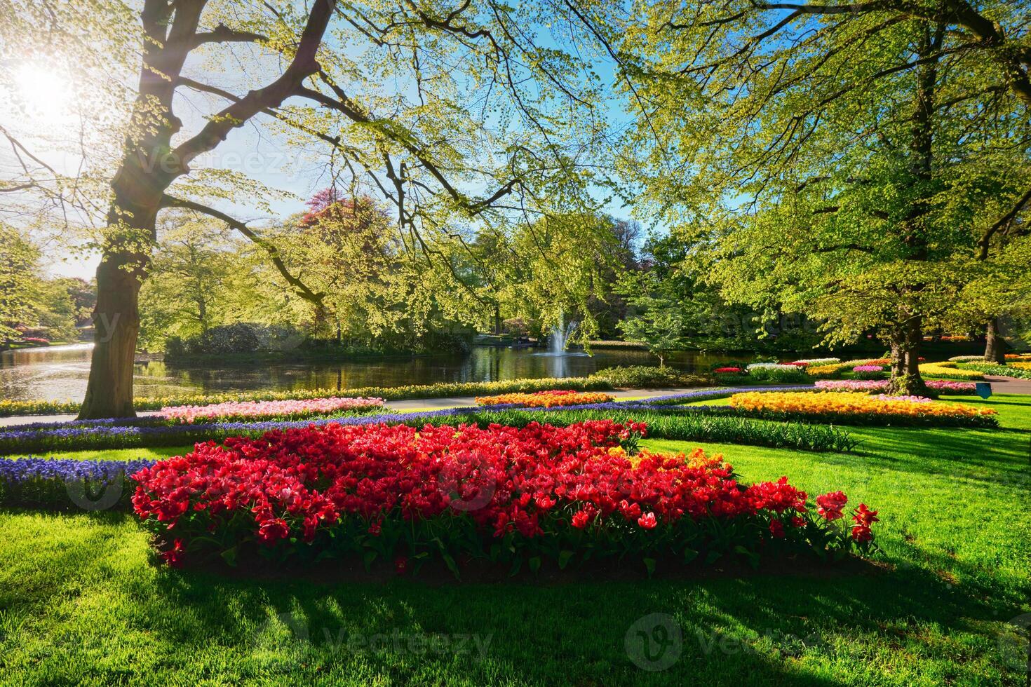 Keukenhof flower garden. Lisse, the Netherlands. photo