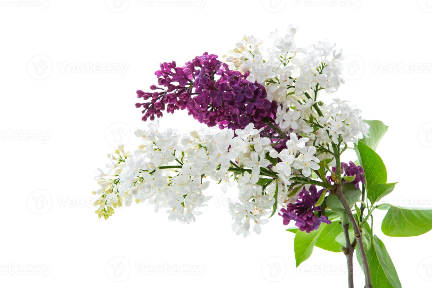 Bouquet of beautiful spring lilacs of different colors photo