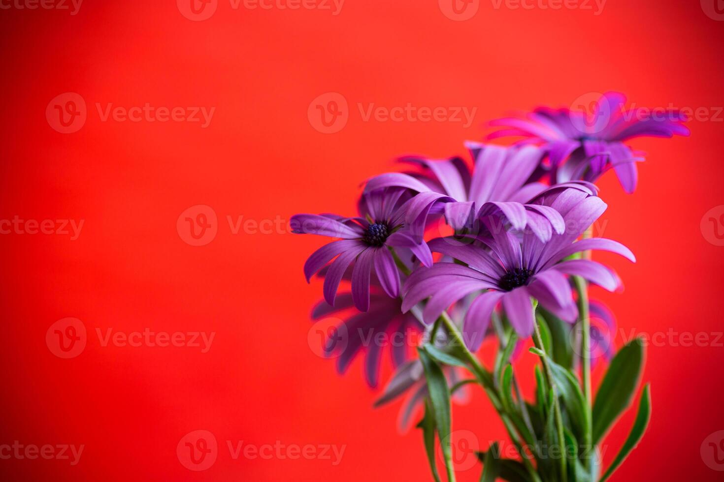 Beautiful white and purple Osteospermum flowers on red background photo