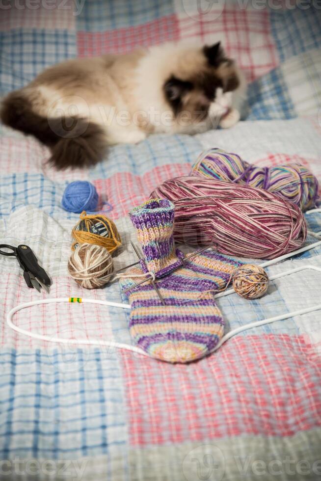 Colored threads, knitting needles and other items for hand knitting and a cute domestic cat Ragdoll photo