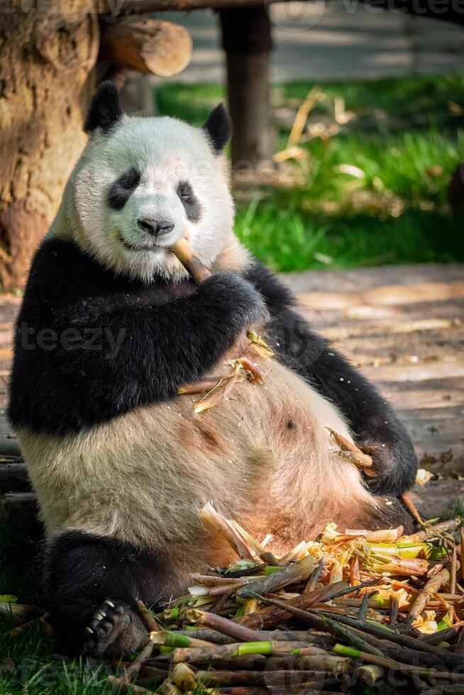 Giant panda bear in China photo