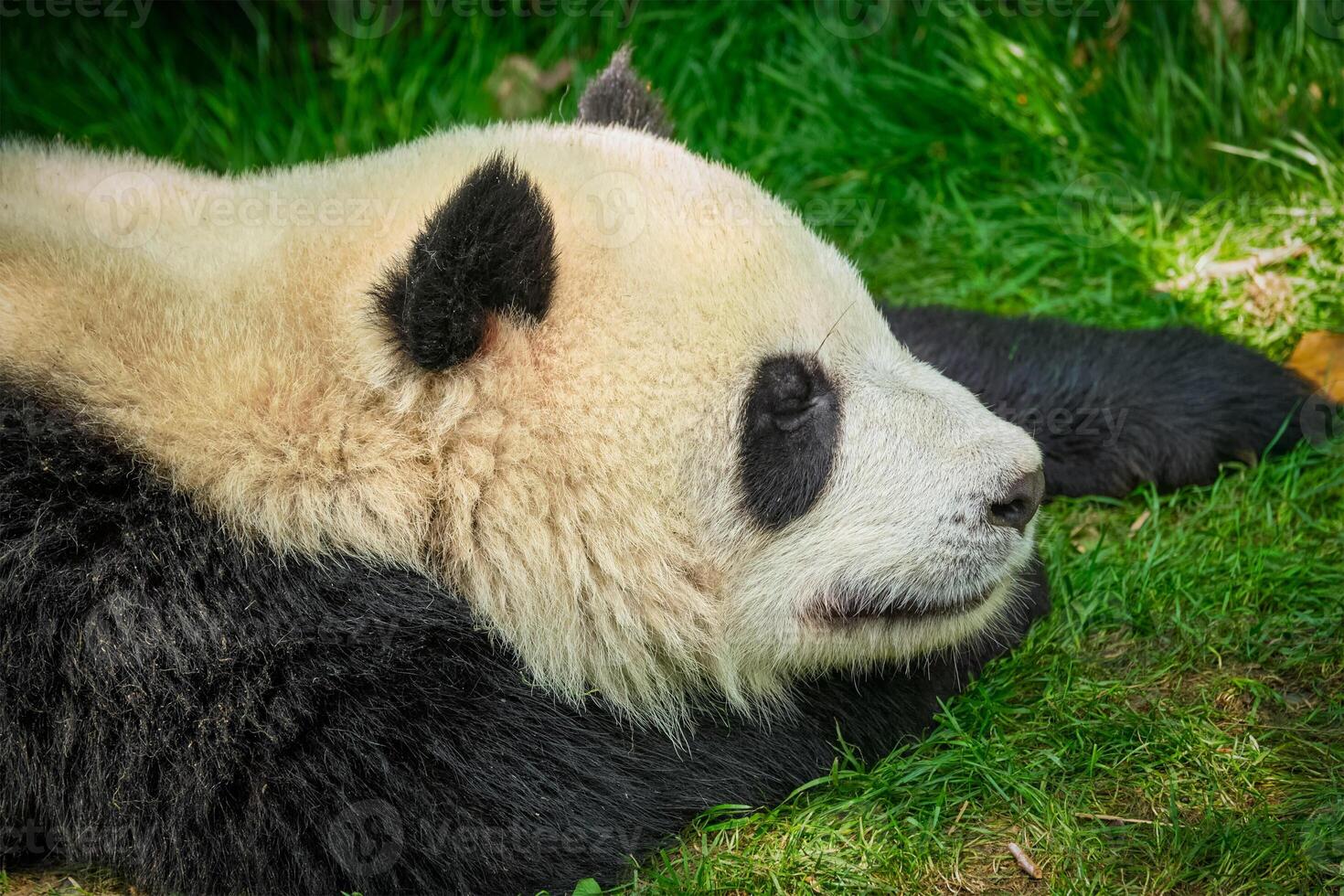Giant panda bear in China photo