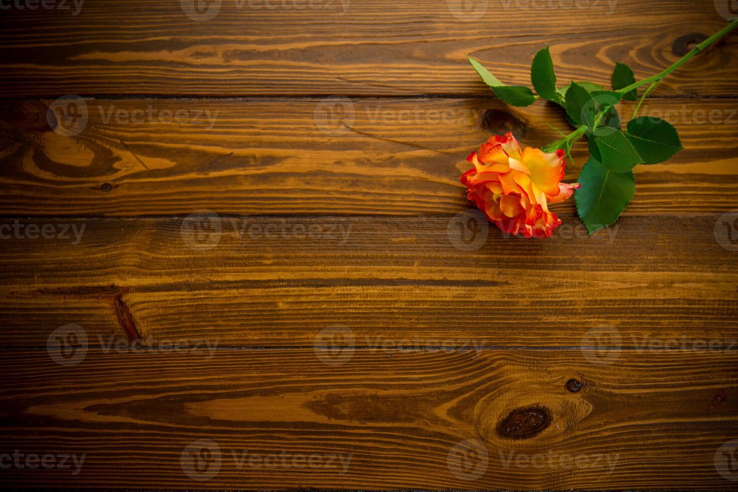 uno rojo hermosa floreciente Rosa en un de madera mesa foto