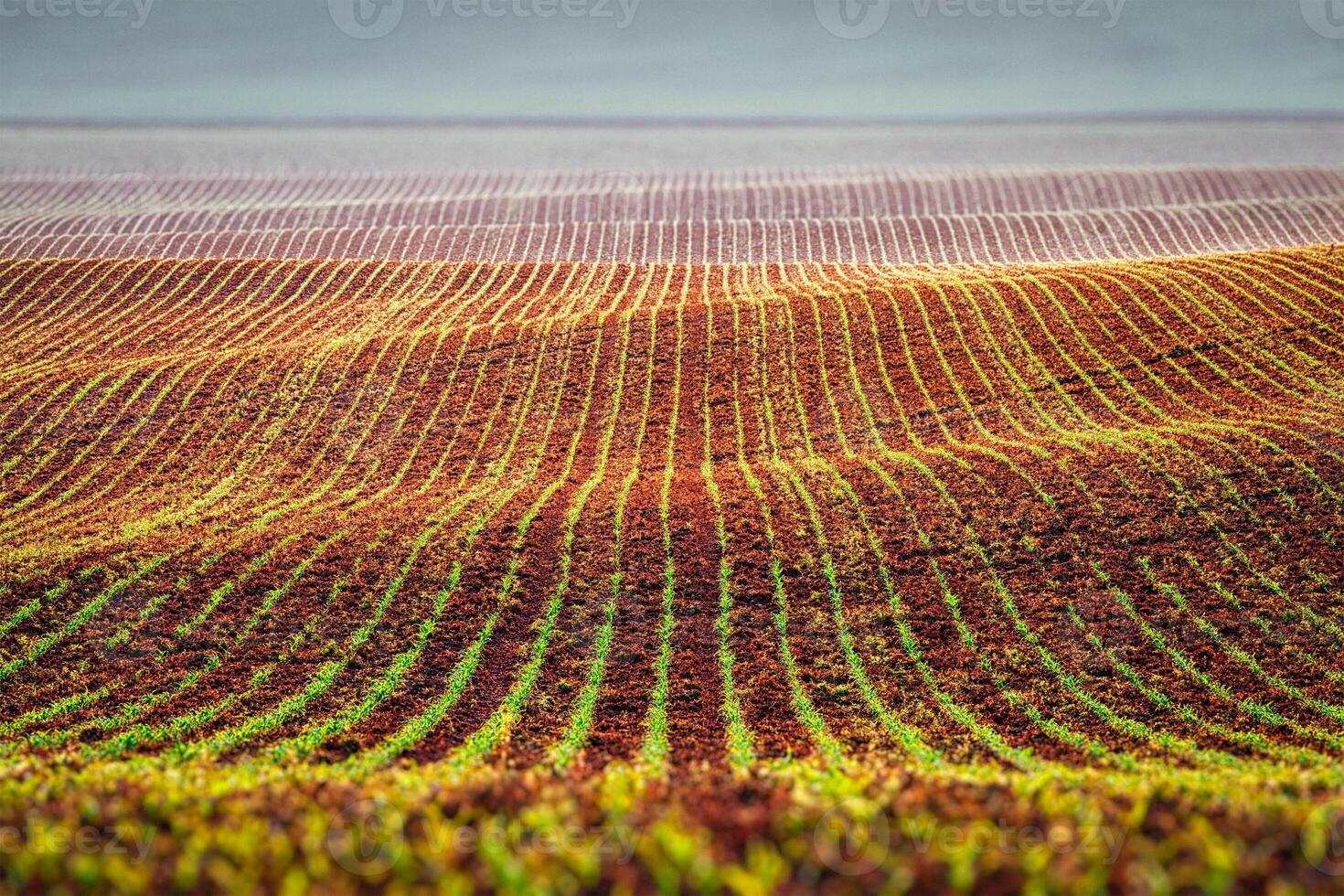 Rolling fields of Moravia photo