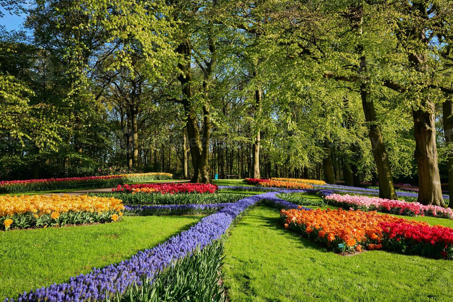 Blooming tulips flowerbeds in Keukenhof flower garden, Netherlan photo