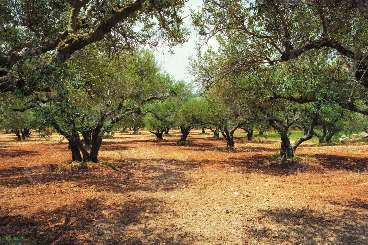 Olive trees Olea europaea in Crete, Greece for olive oil production photo