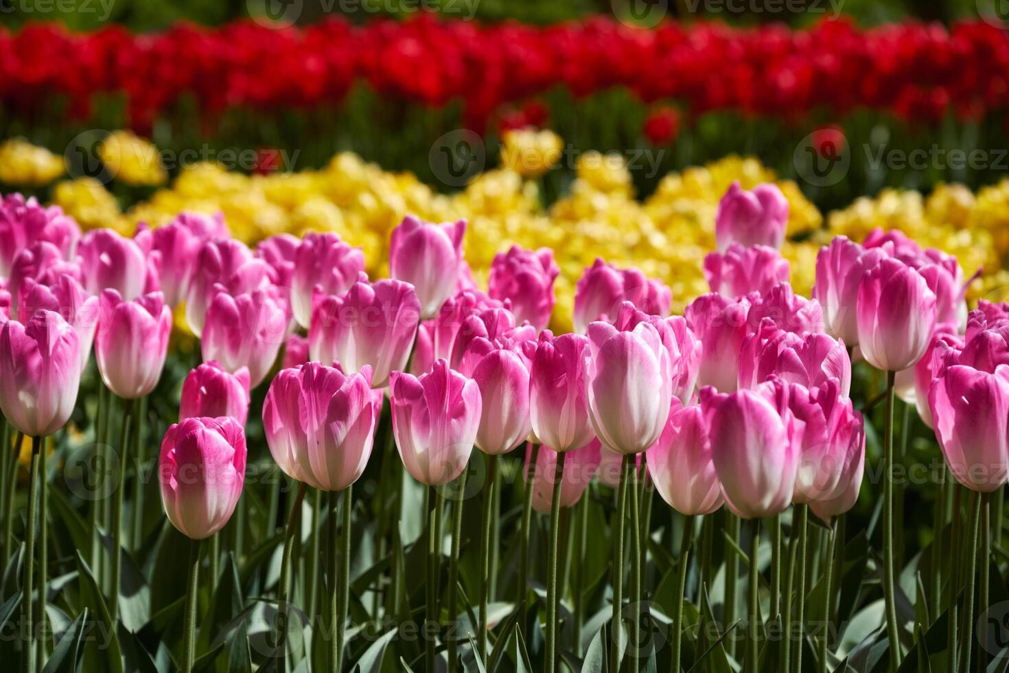 Blooming tulips flowerbed in Keukenhof flower garden, Netherland photo