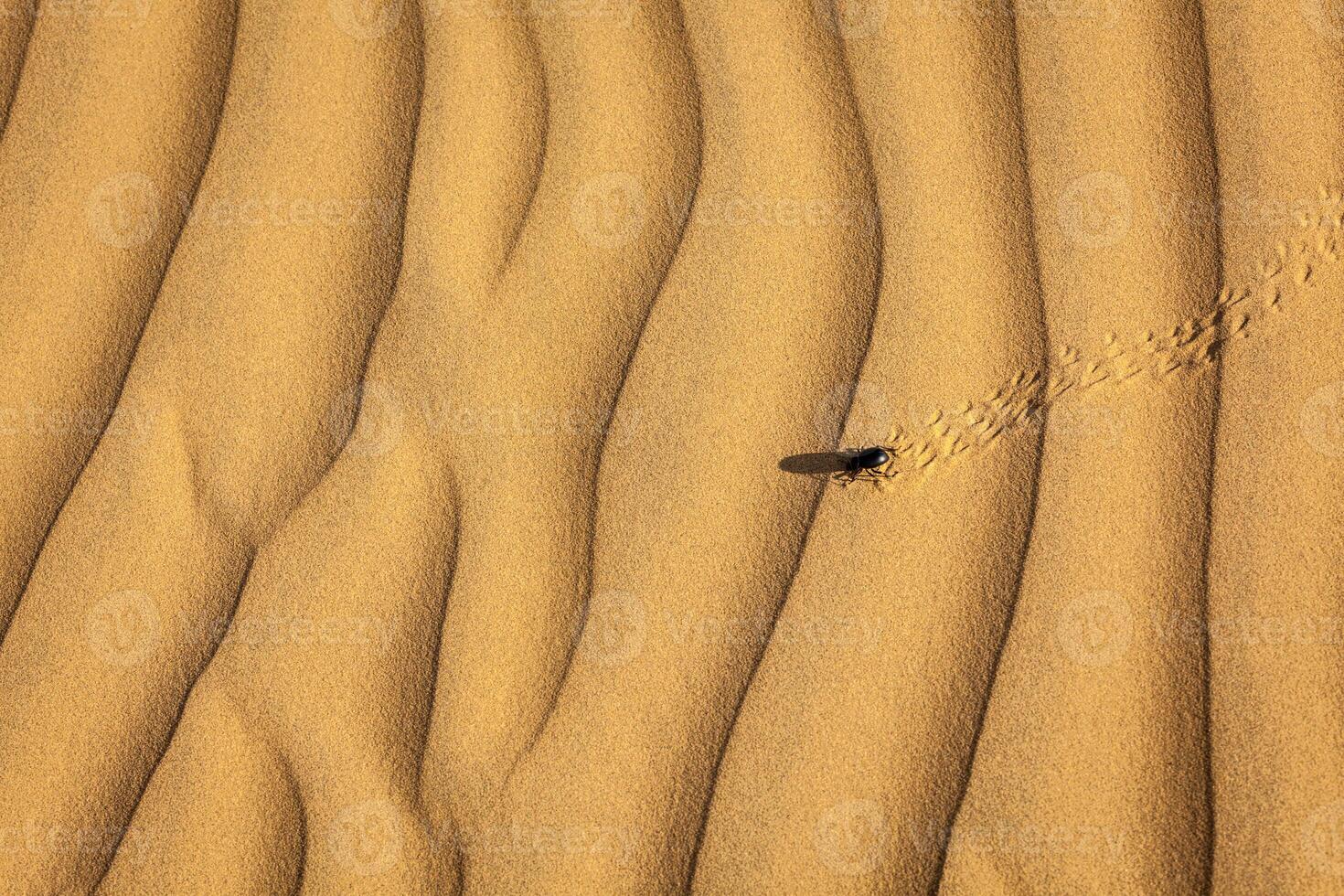 Scarab Scarabaeus beetle on desert sand photo