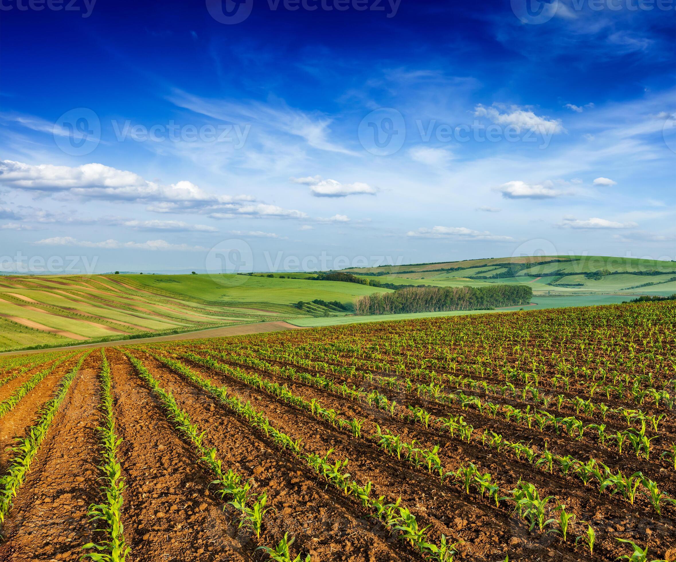 Rolling fields of Moravia 40971634 Stock Photo at Vecteezy