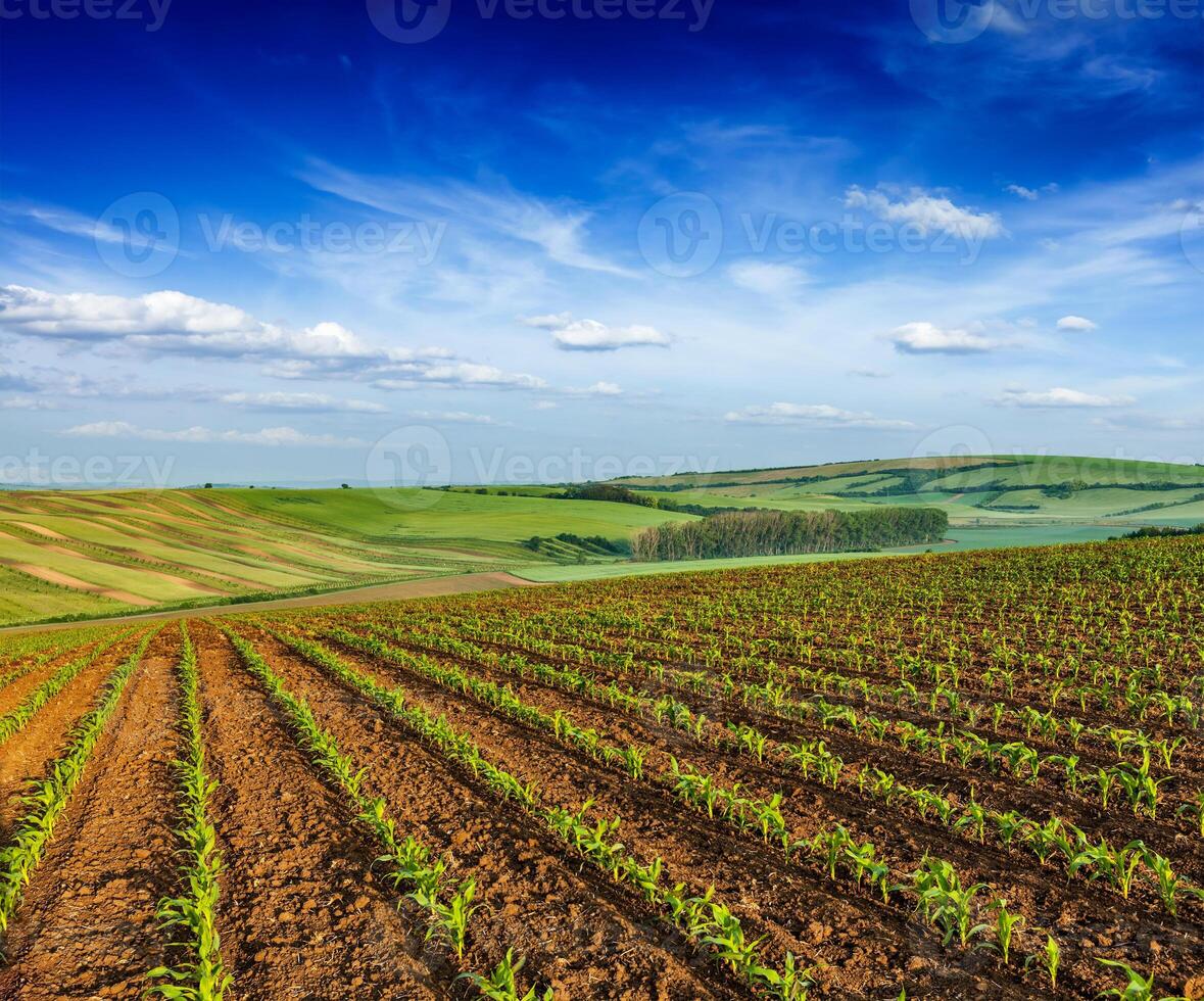 Rolling fields of Moravia photo