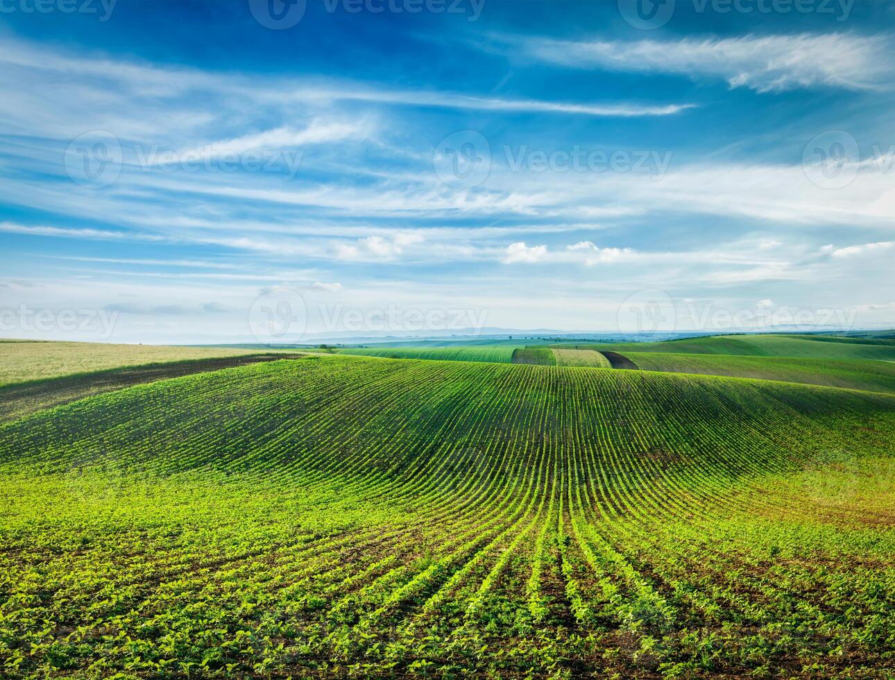 laminación campos de moravia foto