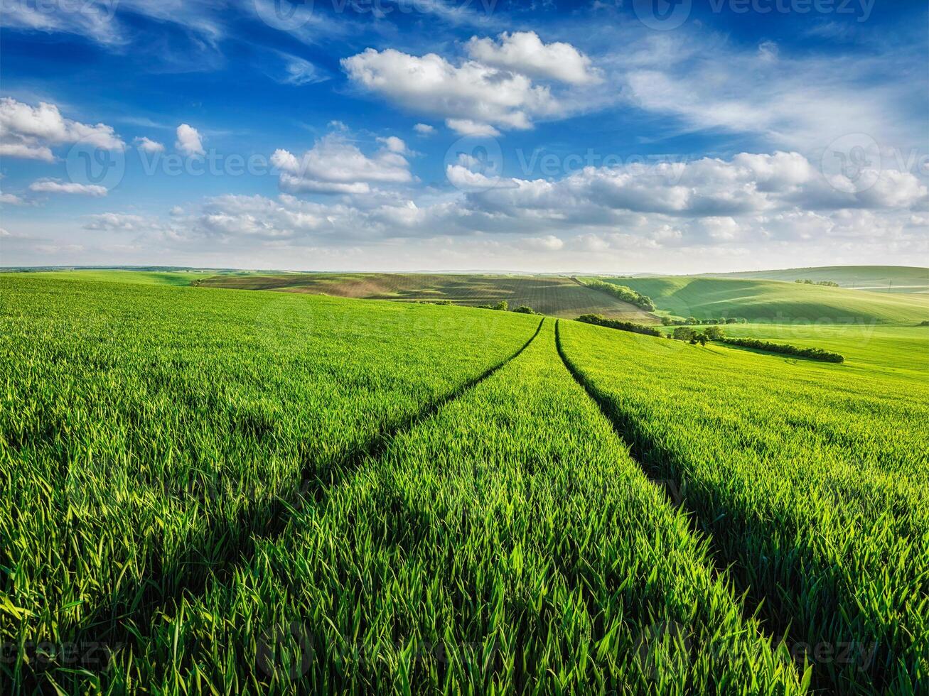 Green fields of Moravia photo