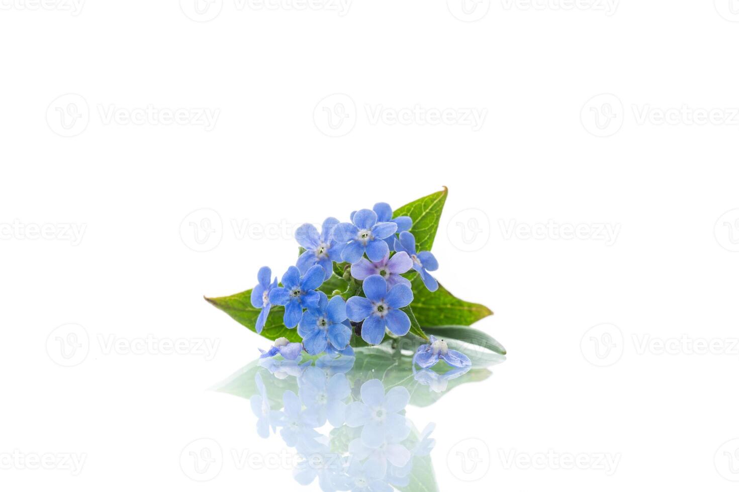 small blue forget-me-not flowers on white background photo