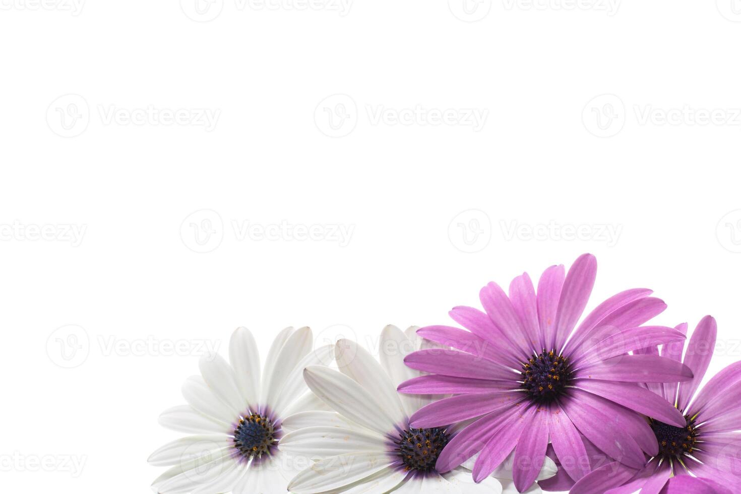 Beautiful white and purple Osteospermum flowers on white background photo