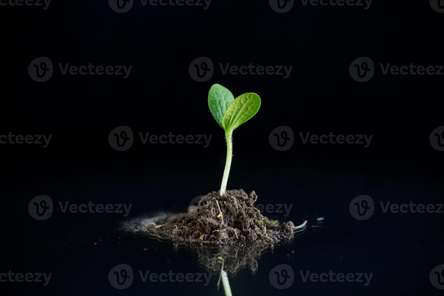 Green sprouts growing from soil on black background photo