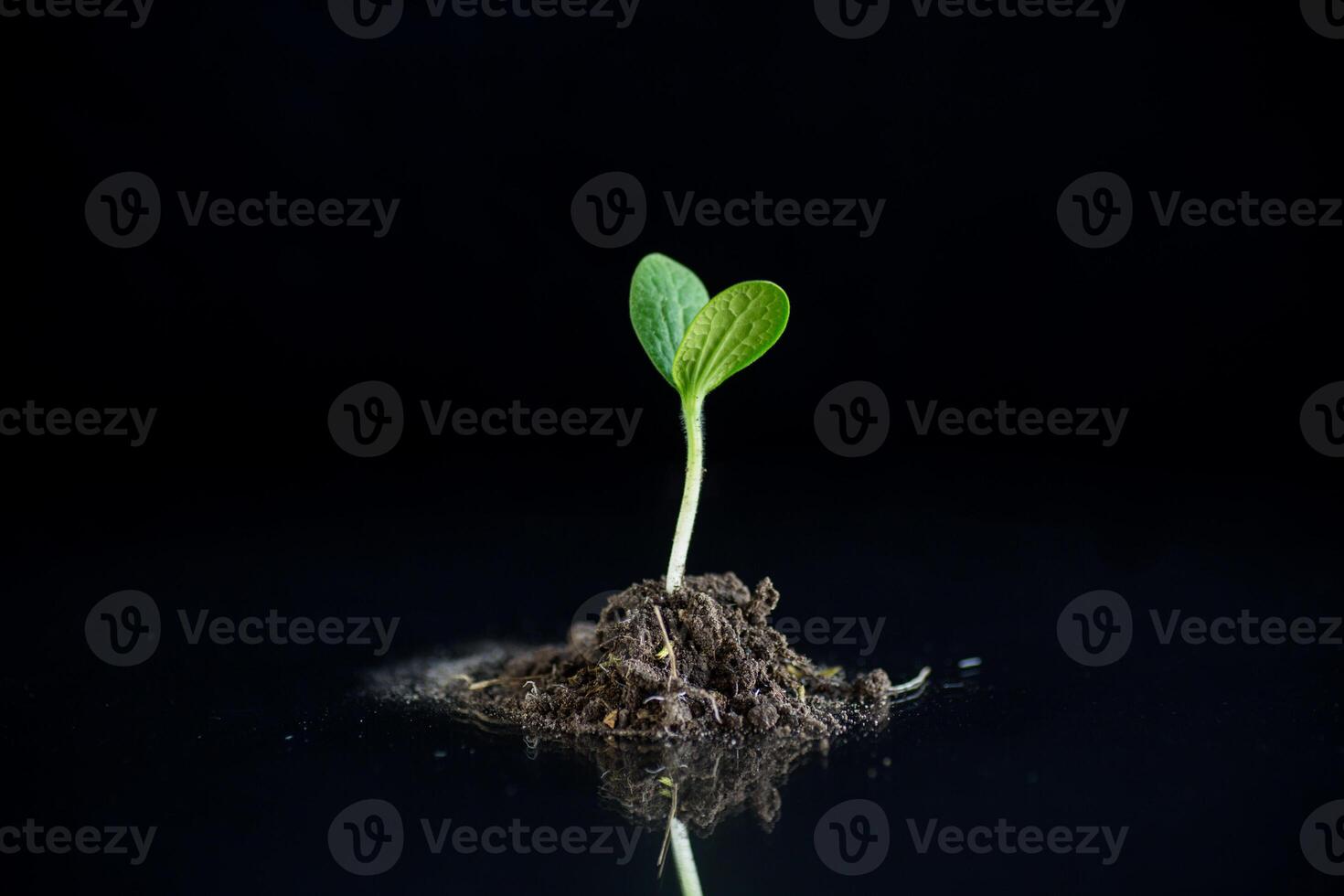 verde coles creciente desde suelo en negro antecedentes foto