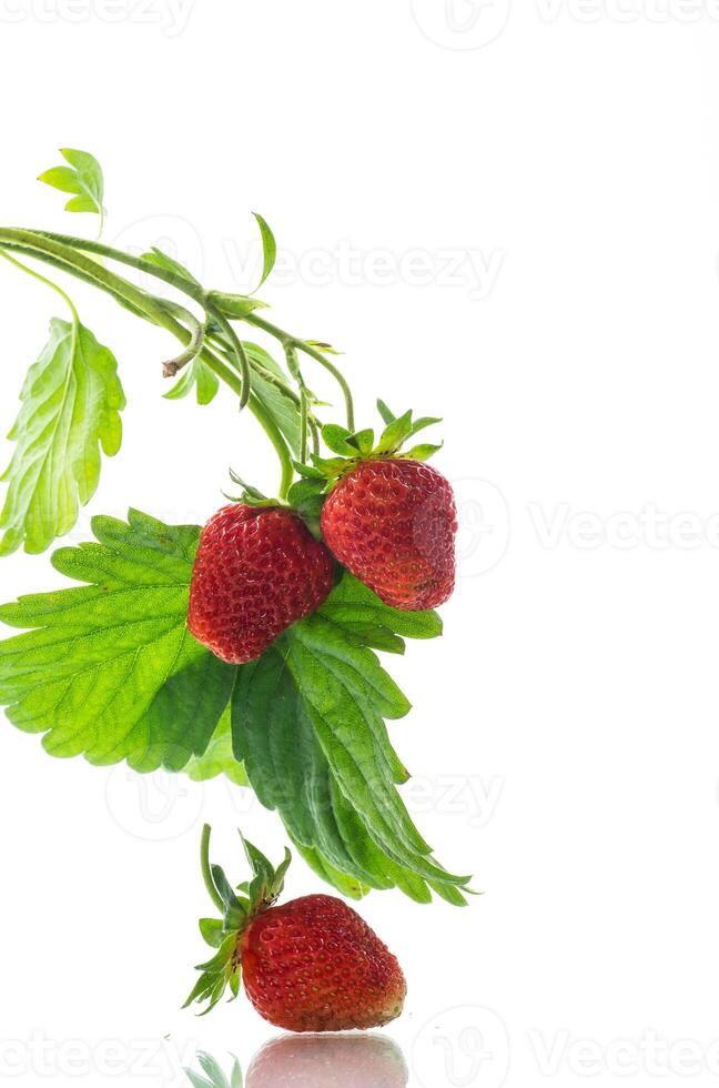 Ripe juicy red strawberry on white background photo