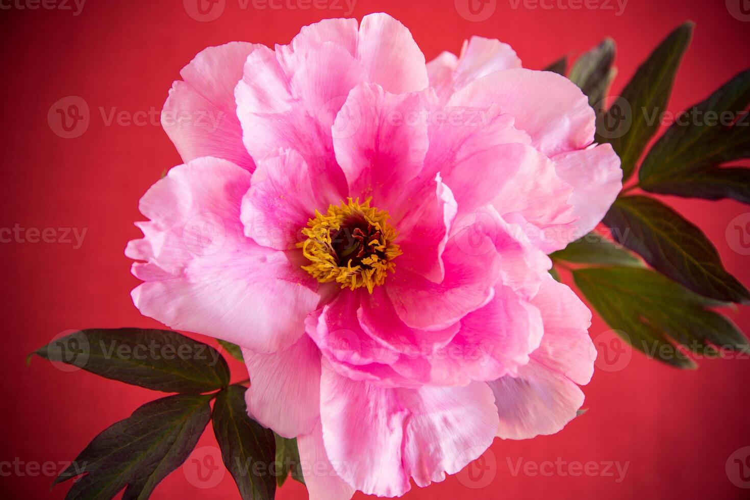 beautiful pink big tree peony flower on red background photo