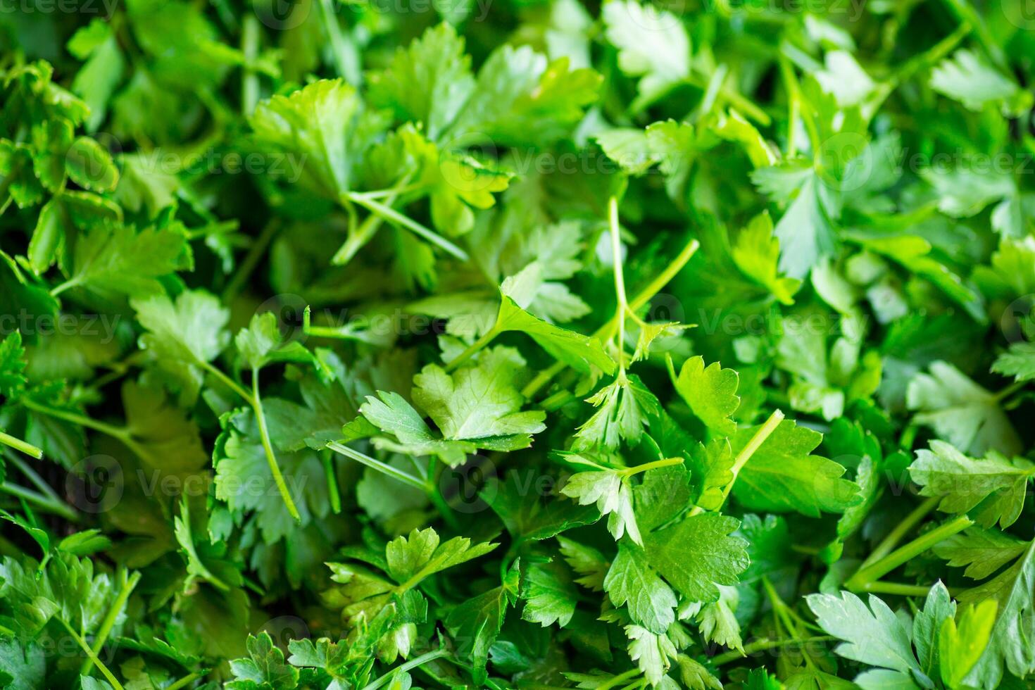 green fresh background of fresh natural parsley photo