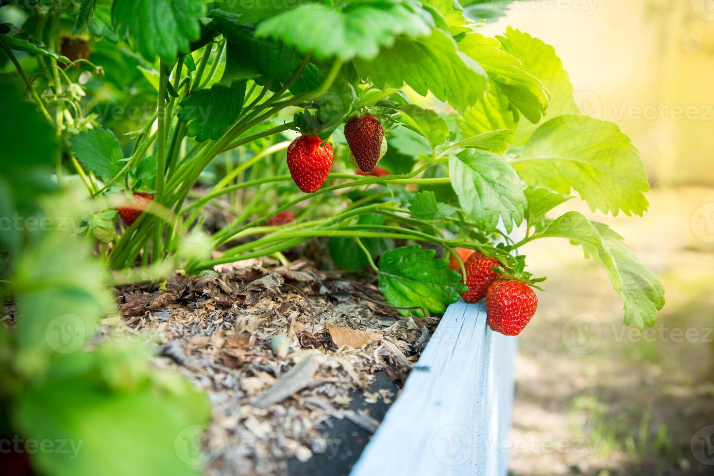 Ripe red strawberries grow on a wooden garden bed photo