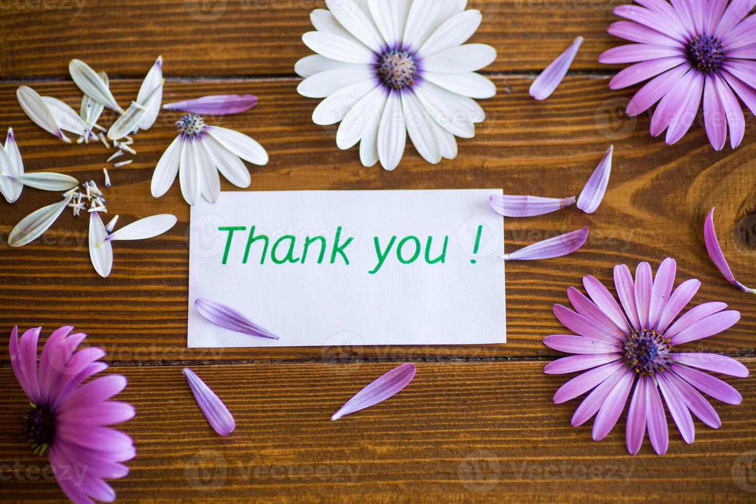 Beautiful white and purple Osteospermum flowers on a wooden photo