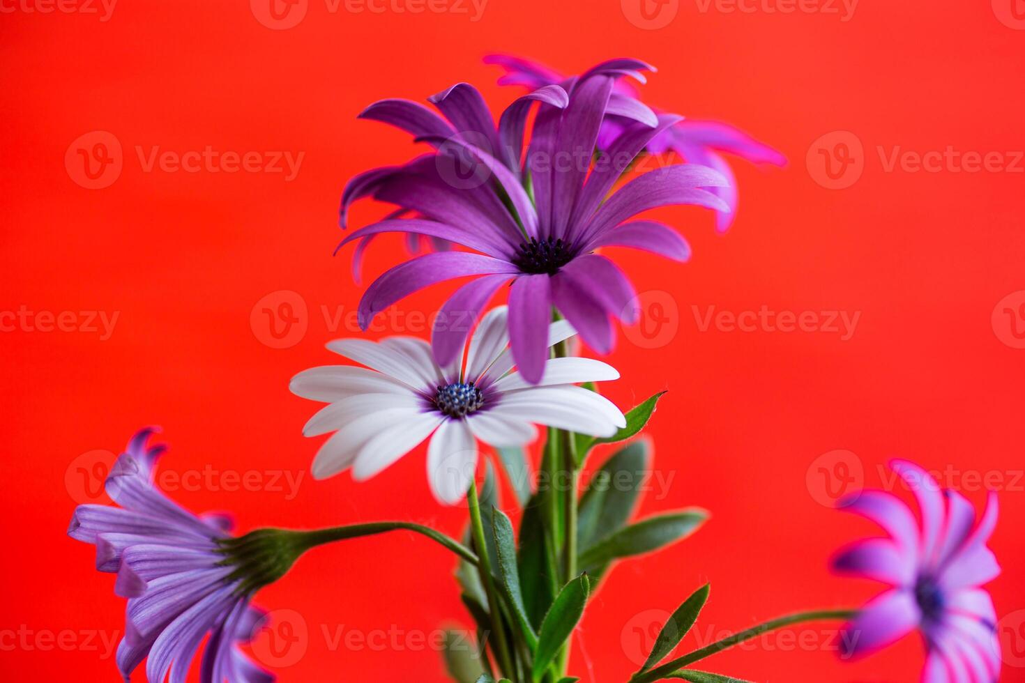 Beautiful white and purple Osteospermum flowers on red background photo