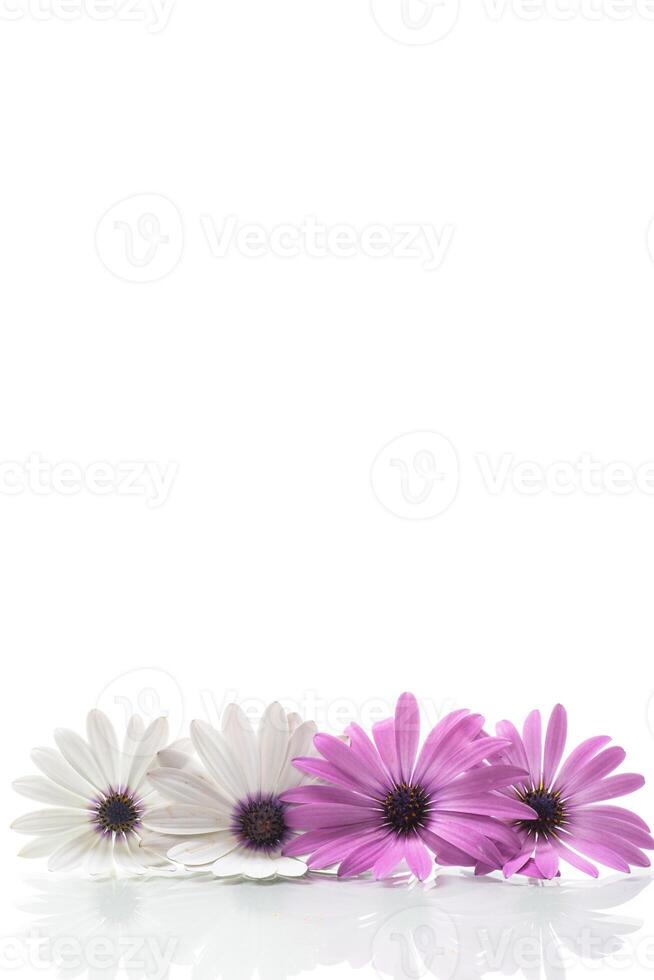 Beautiful white and purple Osteospermum flowers on white background photo