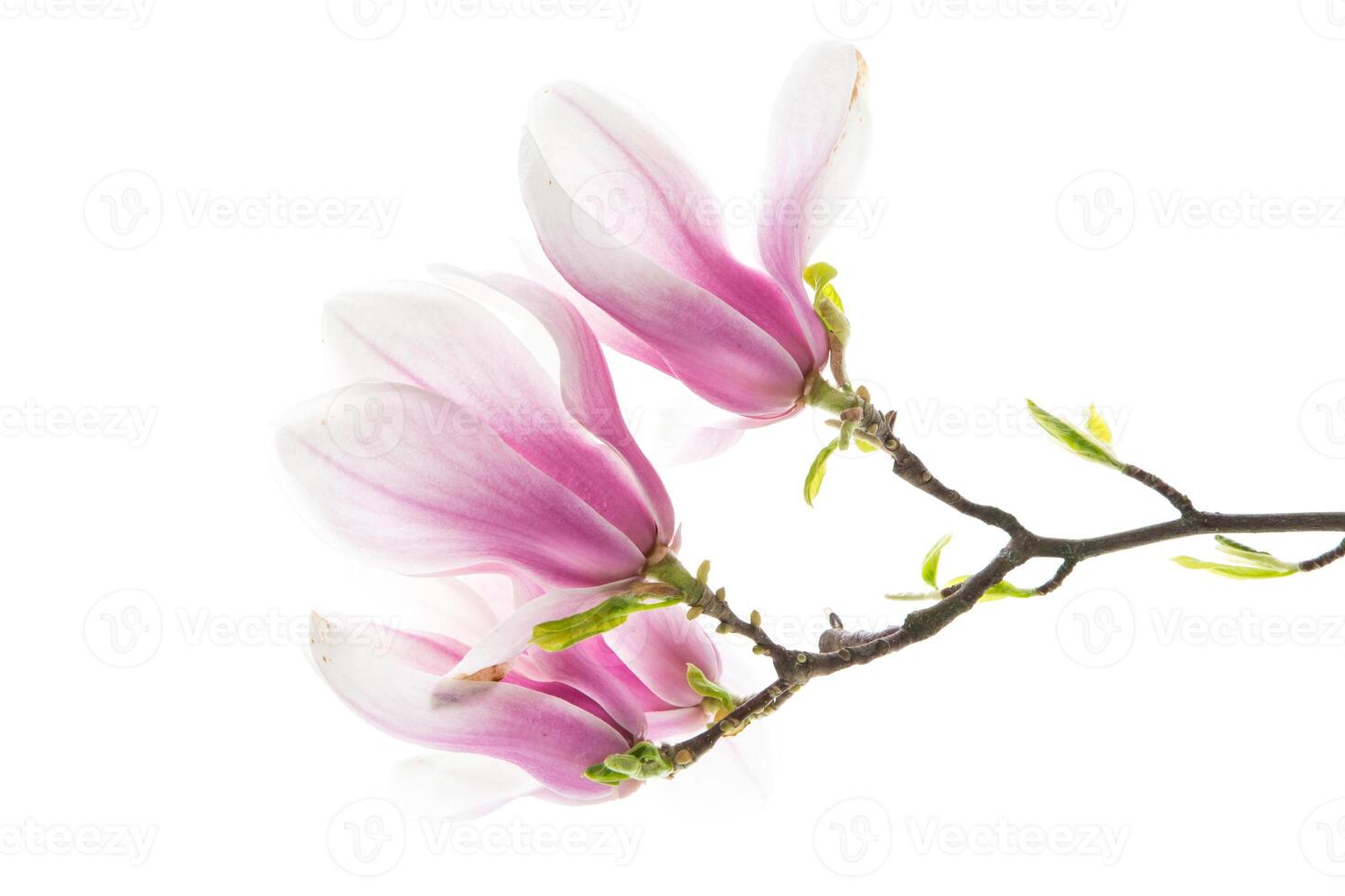 Beautiful pink magnolia flower on white background photo
