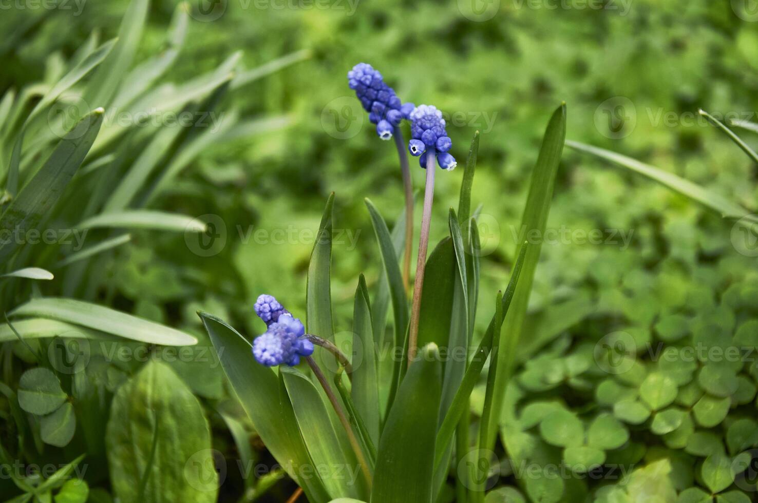 Close-up of blue moscari flowers in the garden in spring on a sunny day photo