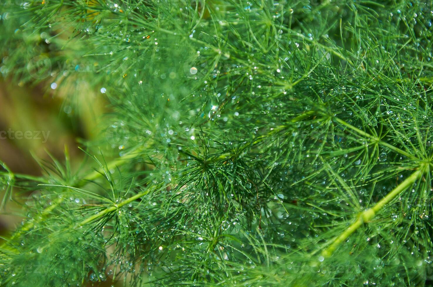 Raindrops on a green asparagus bush on a sunny summer day close-up. photo