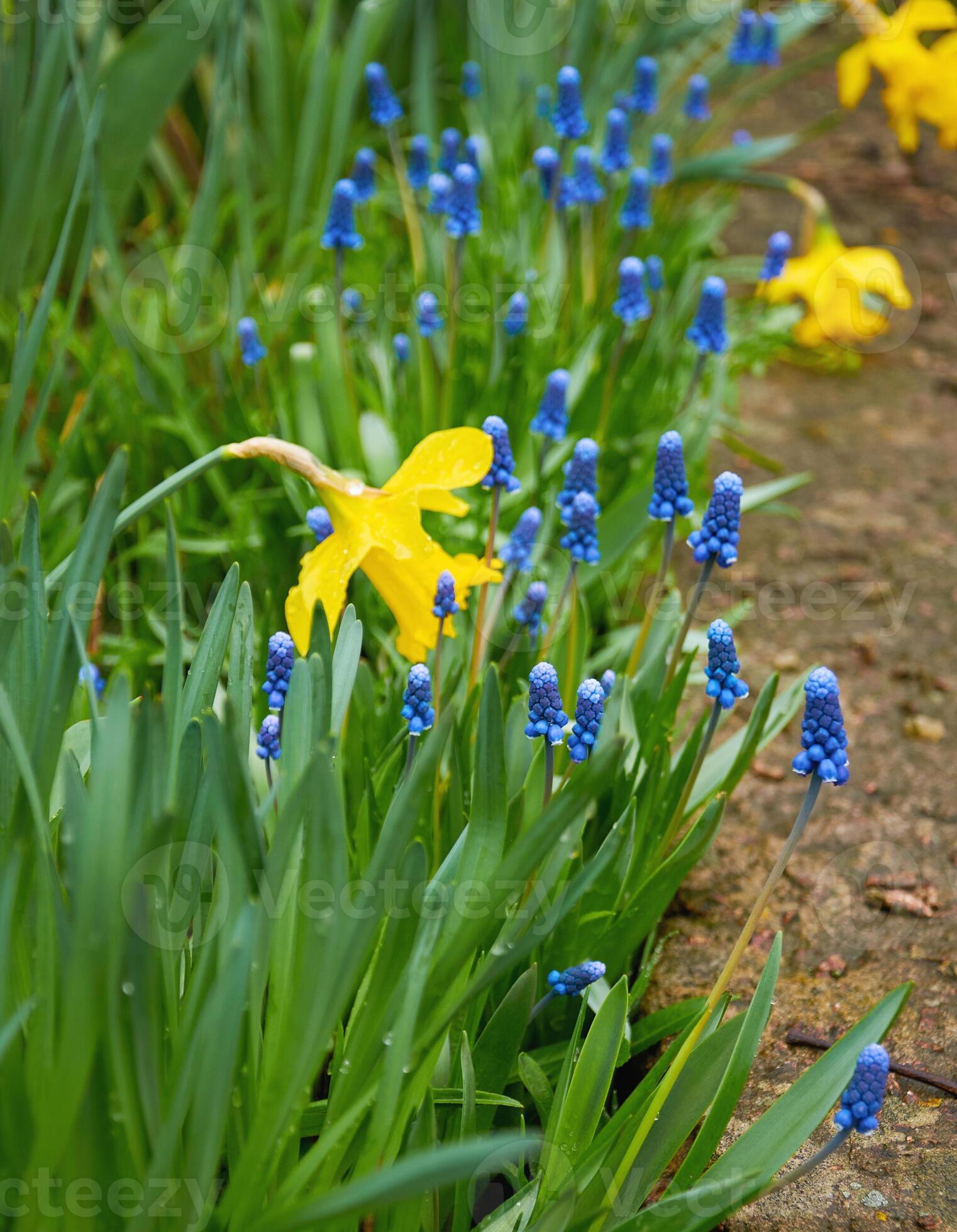 Yellow daffodils and blue muscari in the spring garden. Spring flowers 40972259 Stock Photo at