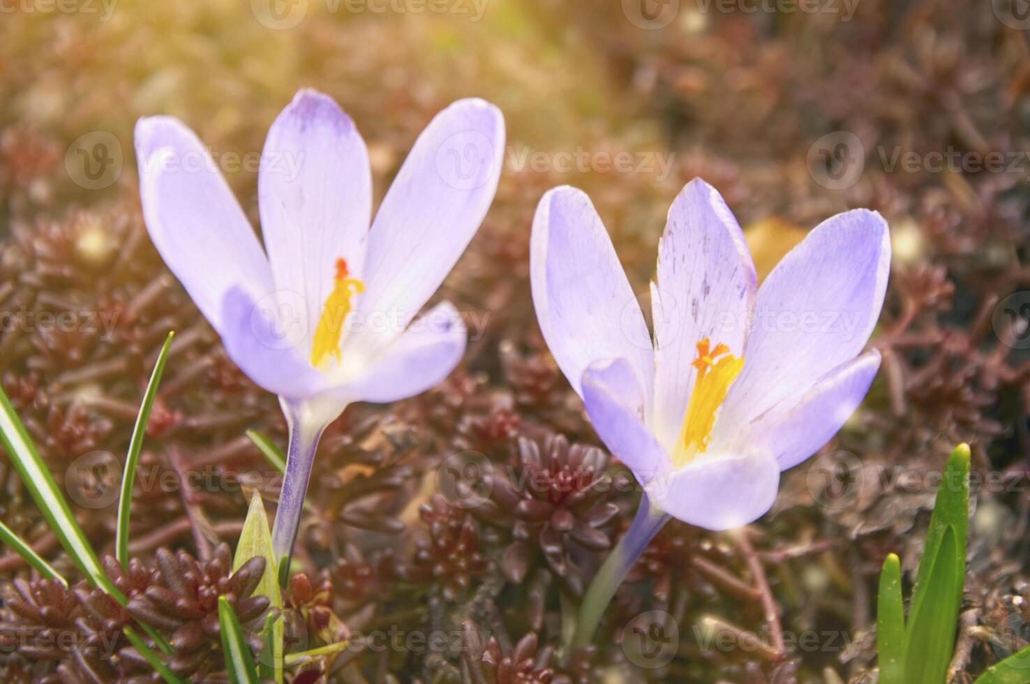 púrpura azafrán flores en el jardín. temprano primavera. foto