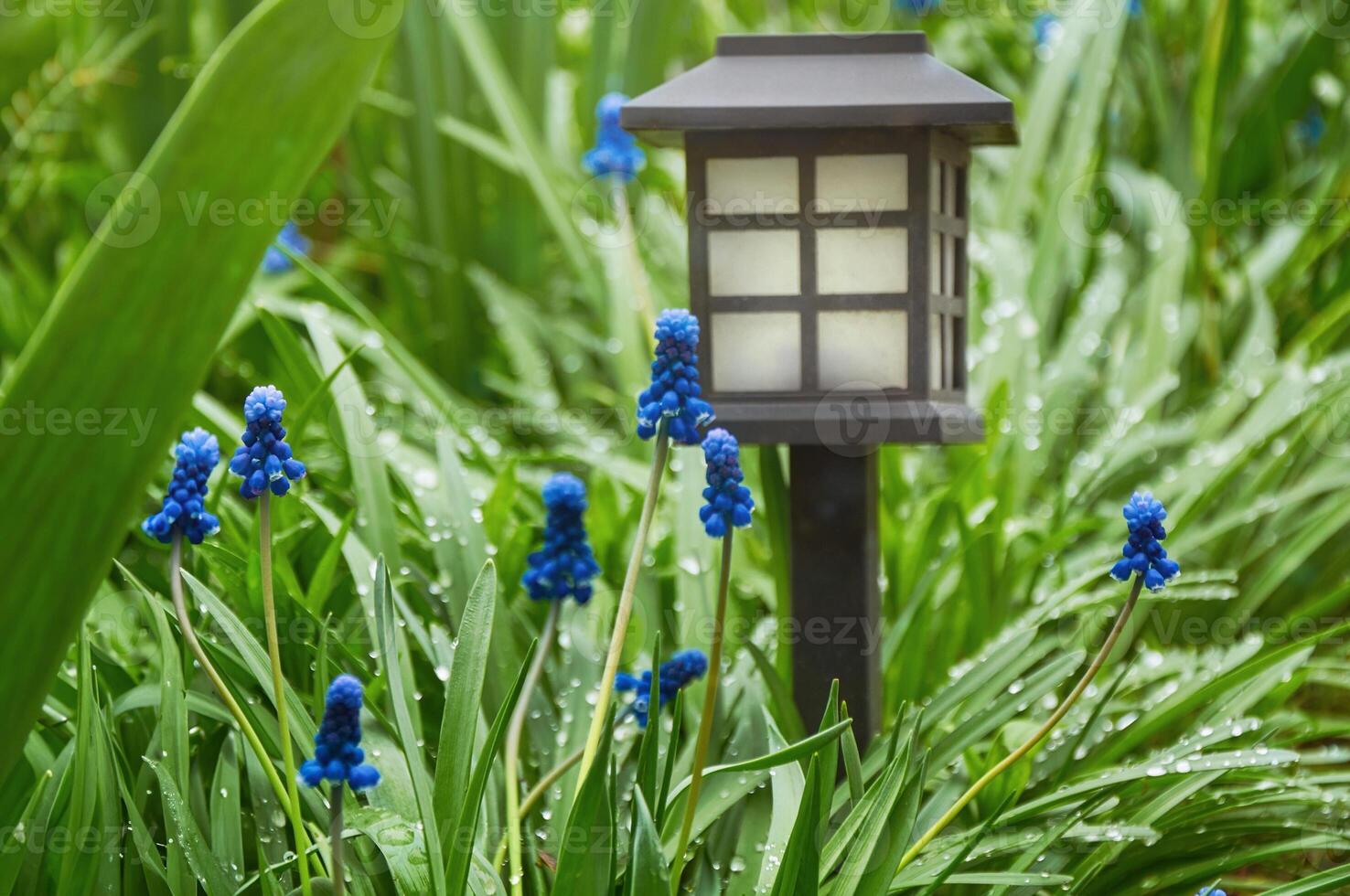 Blue spring muscari flowers growing in garden with stone pathway photo