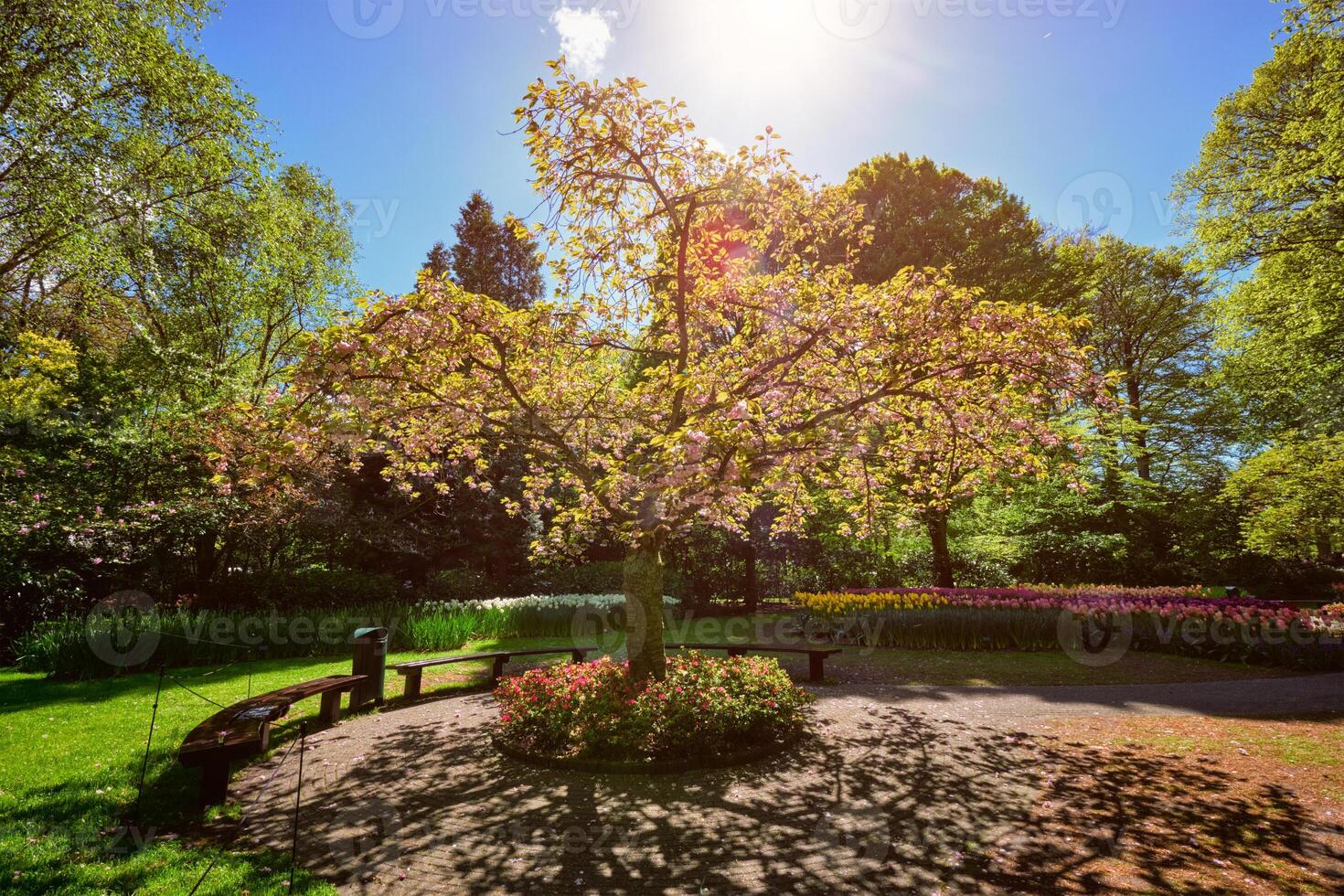 Blooming tree in Keukenhof flower garden, Netherlands photo