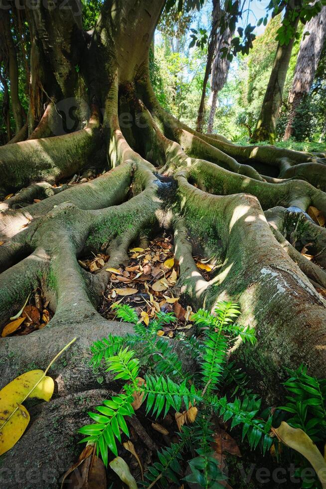 Ficus macrophylla trunk and roots close up photo