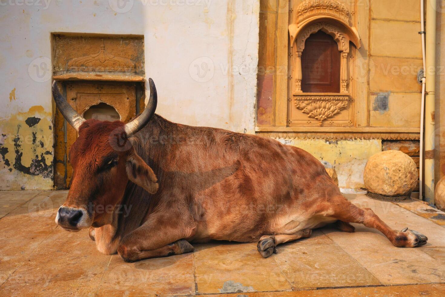 Indian cow resting in the street photo