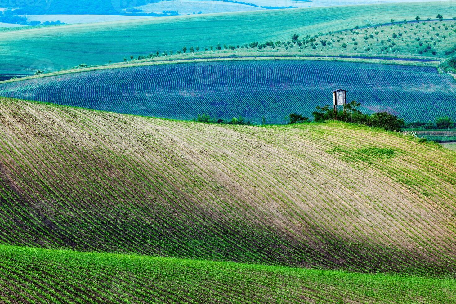 Moravian rolling landscape with hunting tower shack photo