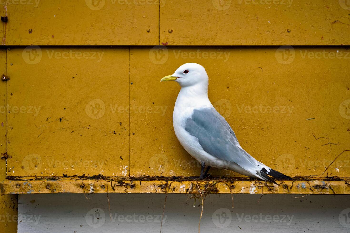 Seagull bird close up photo