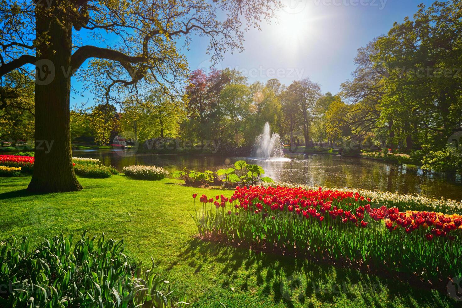 Keukenhof flower garden. Lisse, the Netherlands. photo