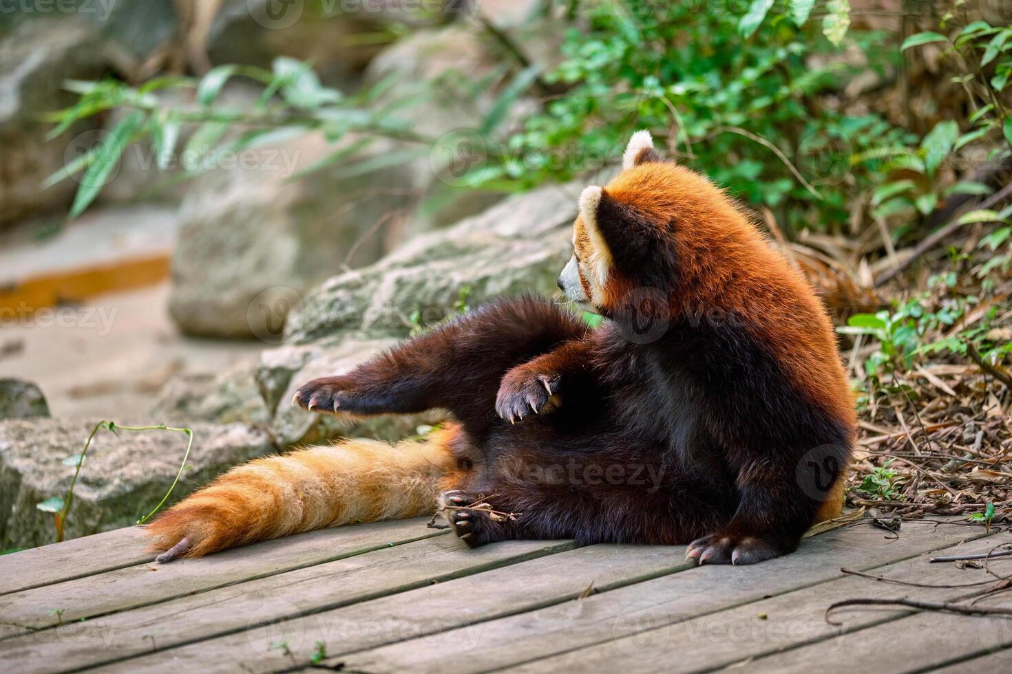 Red panda lesser panda photo