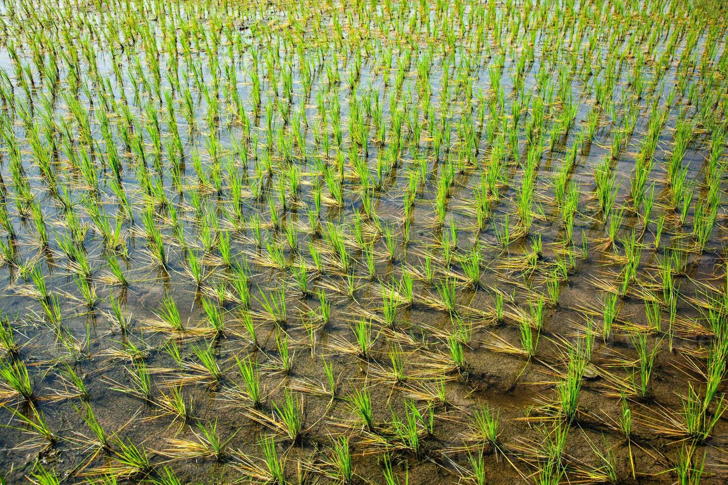 Green rice paddy in India photo