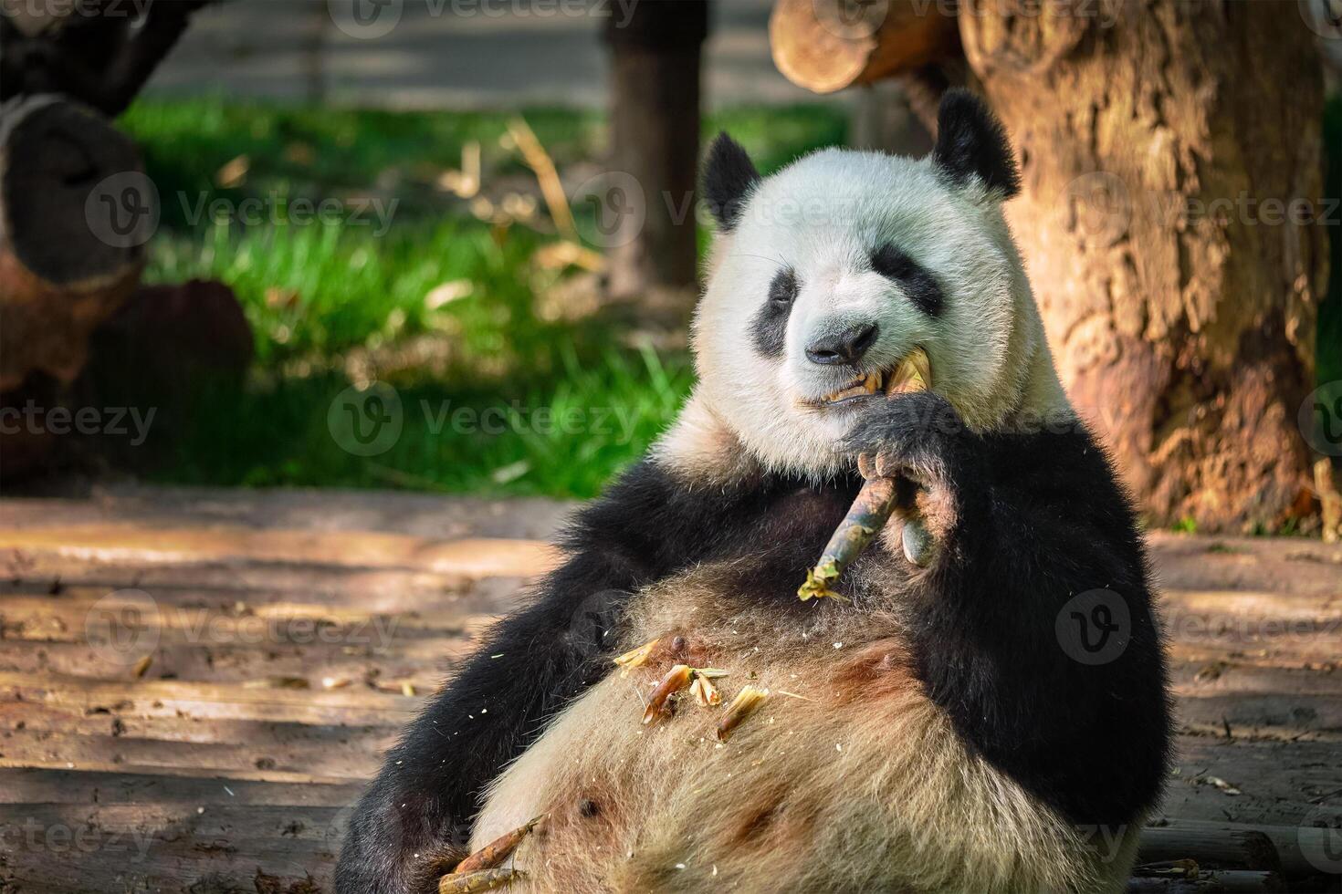 Giant panda bear in China photo