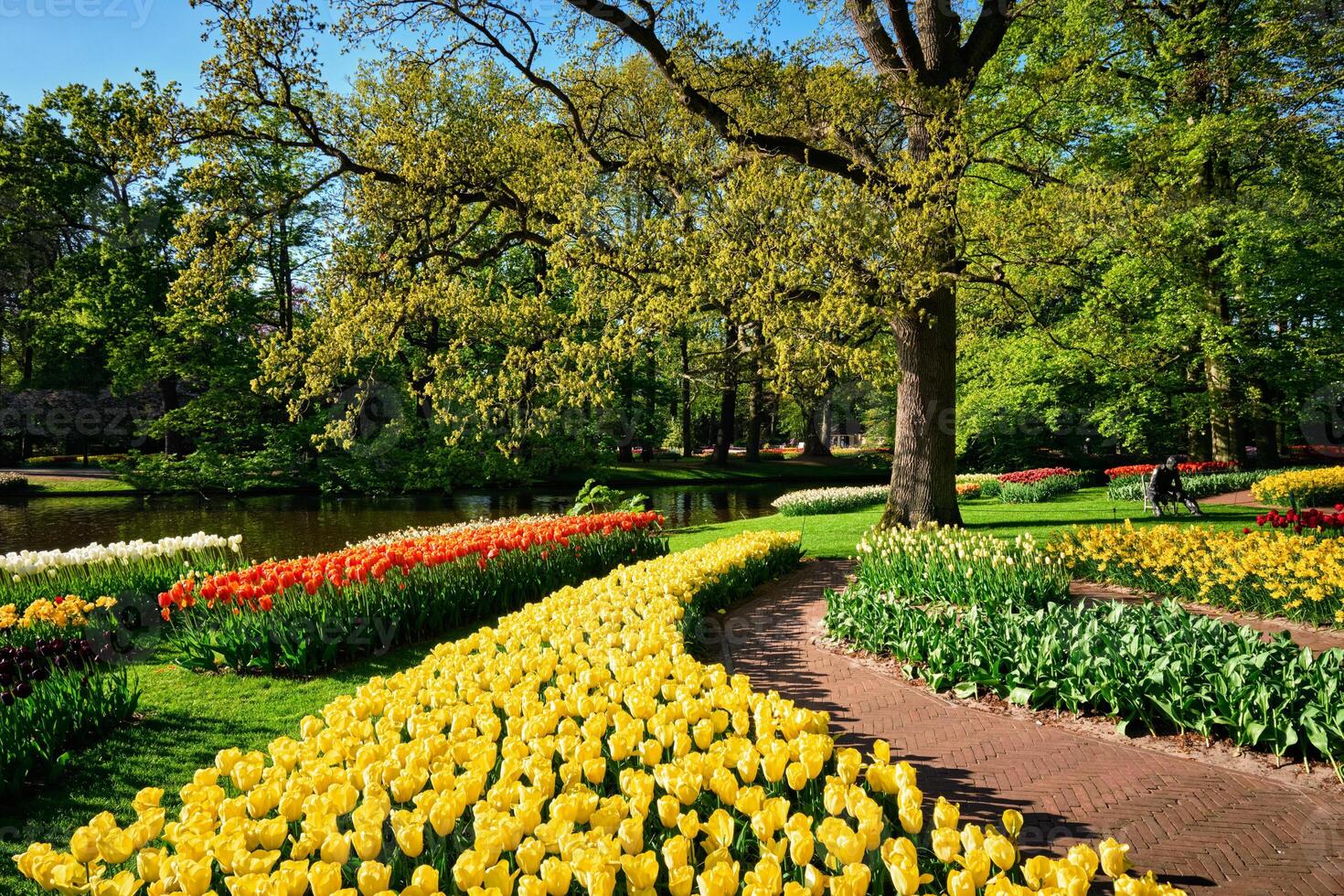 Blooming tulips flowerbeds in Keukenhof flower garden, Netherlan photo