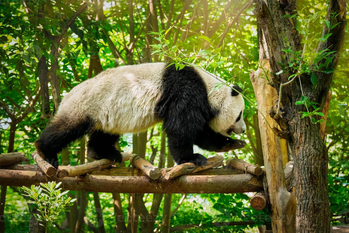 Giant panda bear in China photo