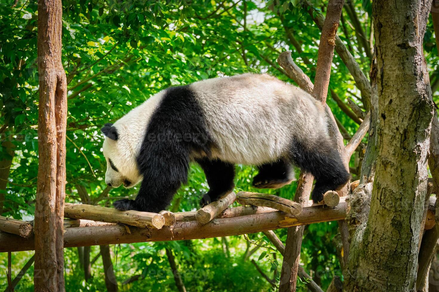 Giant panda bear in China photo